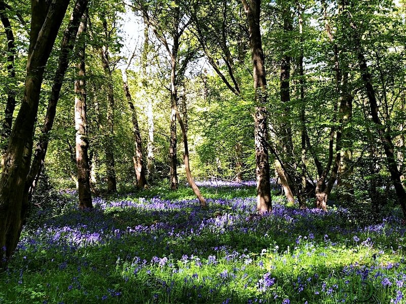bluebells-woods-6.jpg