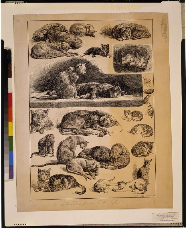 1-sketches-from-cat-life-92db55-1024