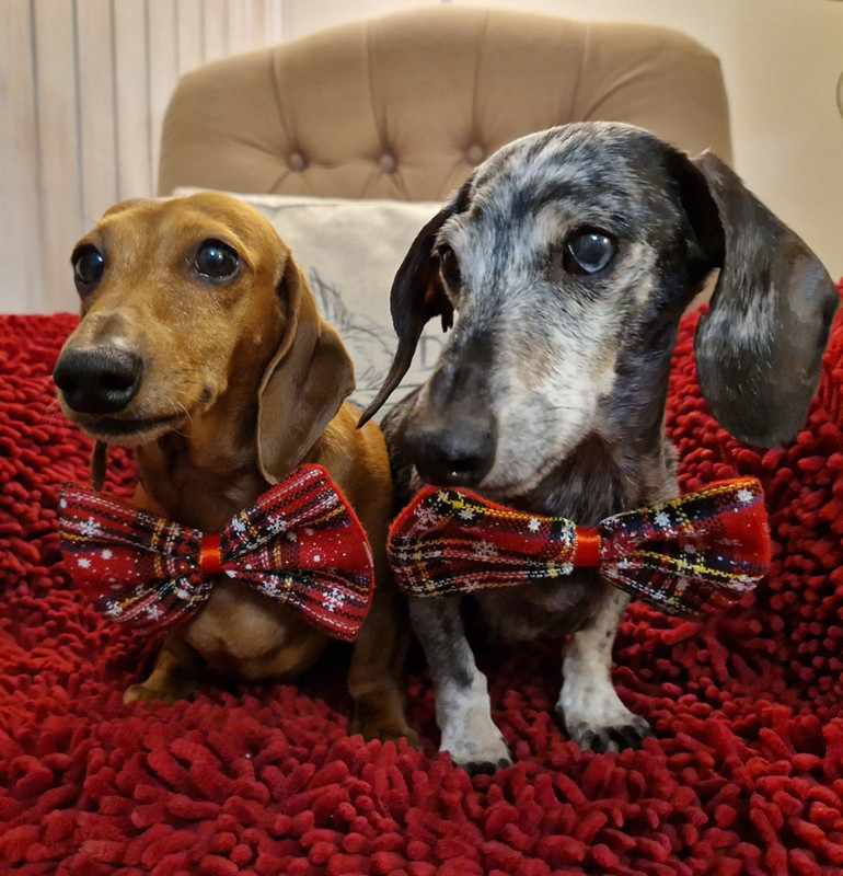 [Image: anni-Pilou-Nella-small.jpg]