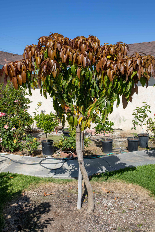 Sweet Tart Mango Tree Flush (8-13-2019)