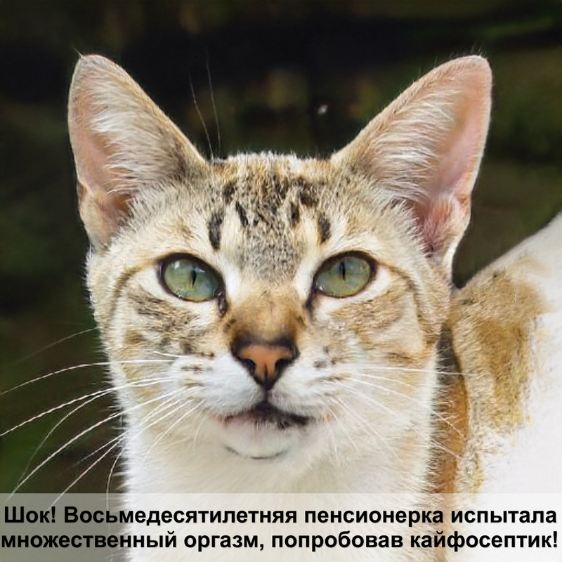 как завязать попону кошке после стерилизации