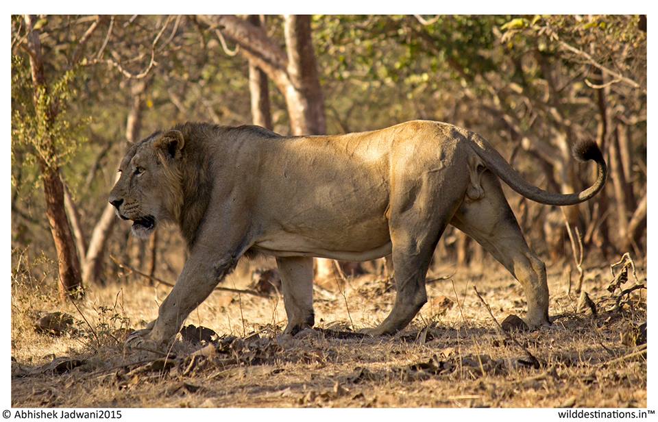 https://i.postimg.cc/kgpJtK9Q/Big-Large-Huge-Indian-Gir-Asiatic-lion.jpg