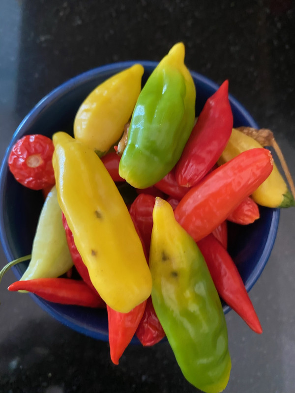 peppers 6 2020