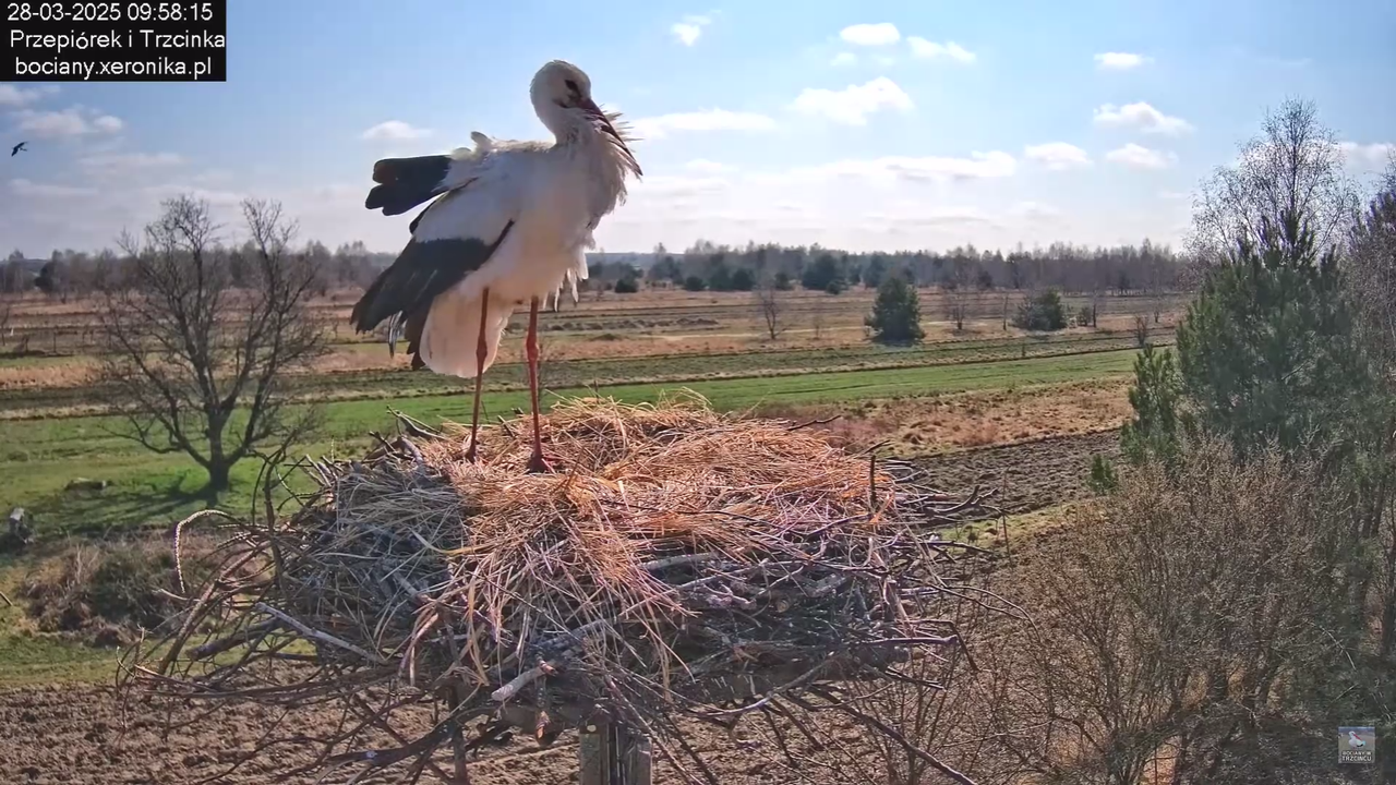 bociany28032025_39