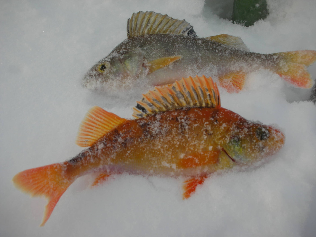 Золотая рыбка (3)