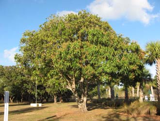 mango tree2