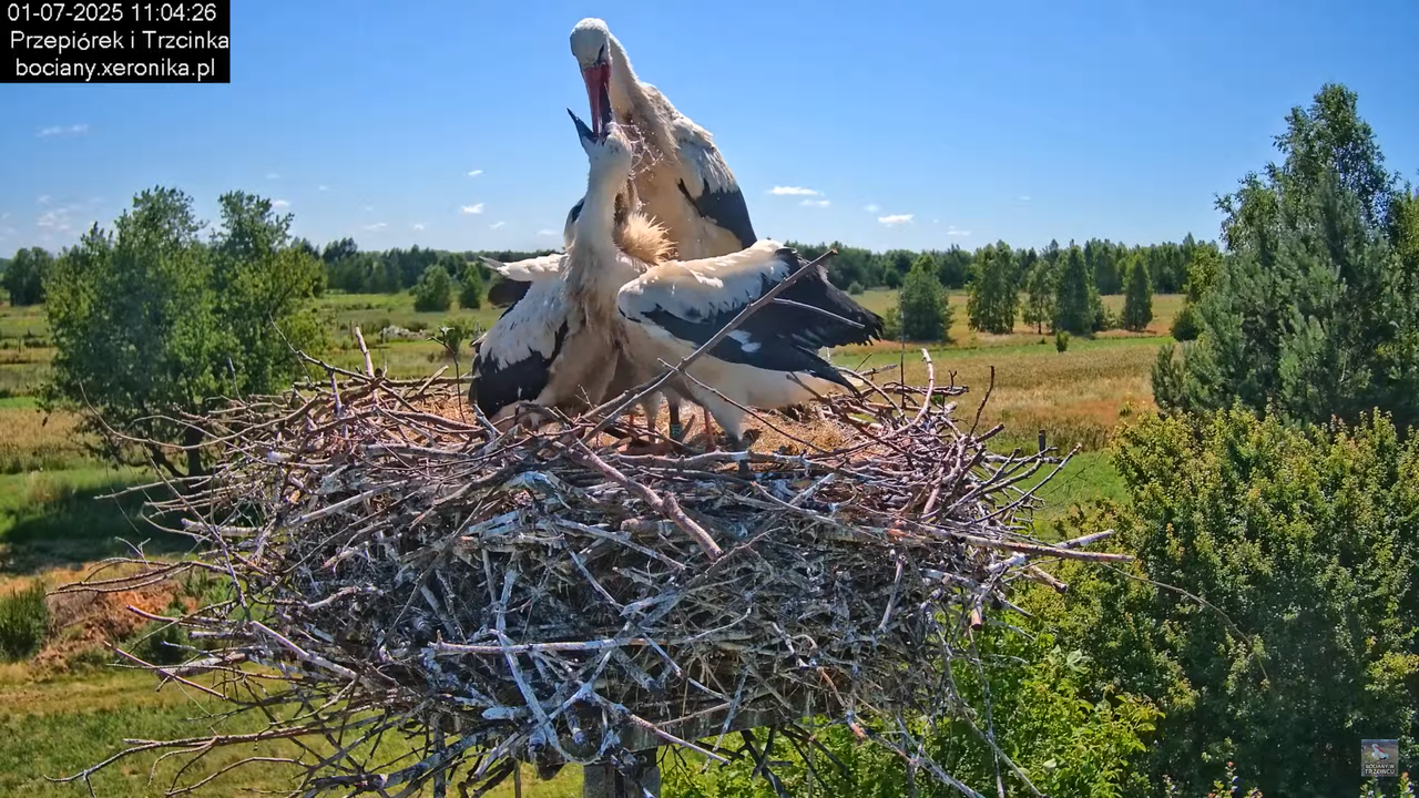 01072025bociany30