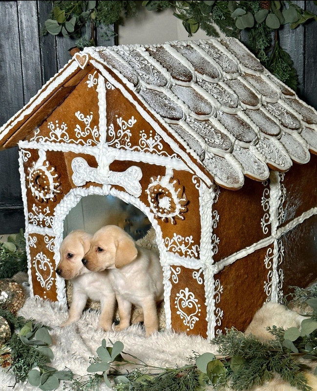 Screenshot_20231125_230813_Instagram