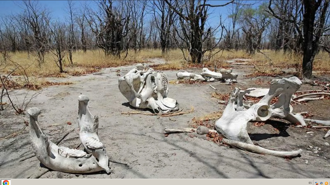 Estudio revela que la Tierra está en su séptima extinción masiva y no en la sexta