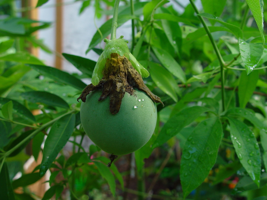 Incarnata Fruit 2020