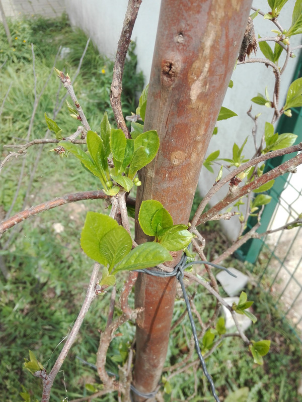 IMG_20170319_123053 (1)