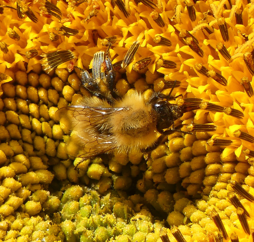 SUNFLOWER BEES 6 10824