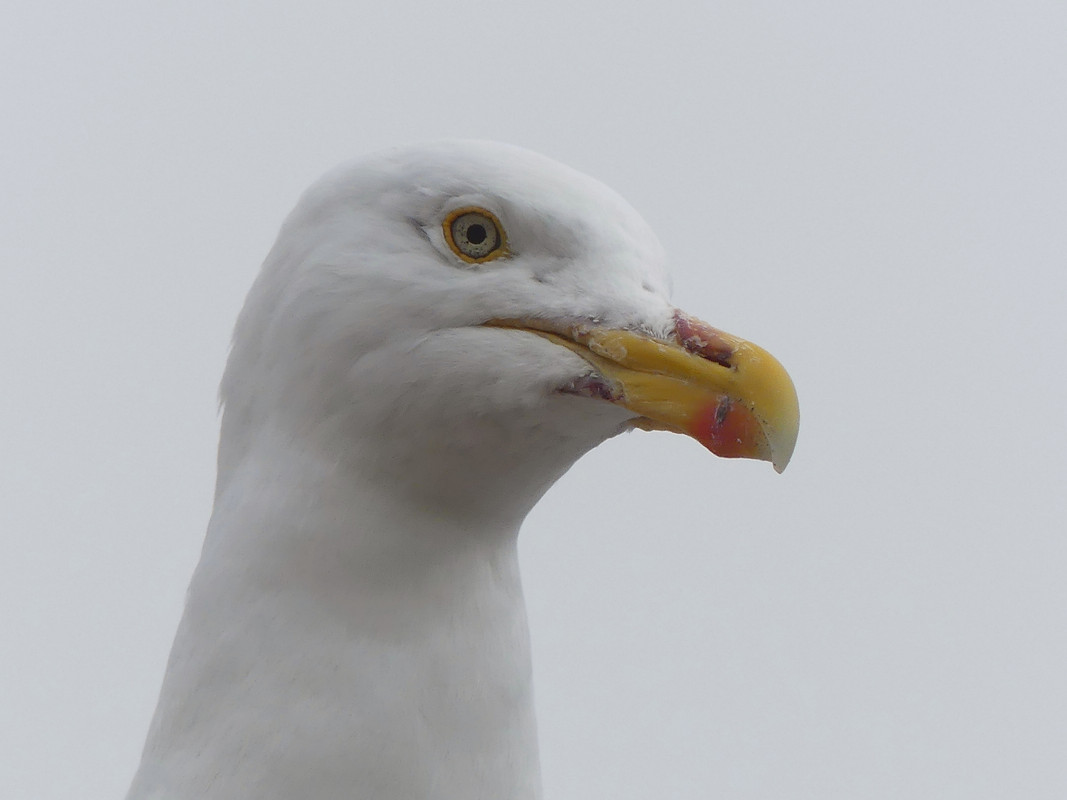 HERRING GULL 3