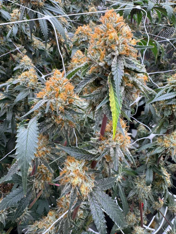 White high CBG hemp clone and flower close-up for commercial growers
