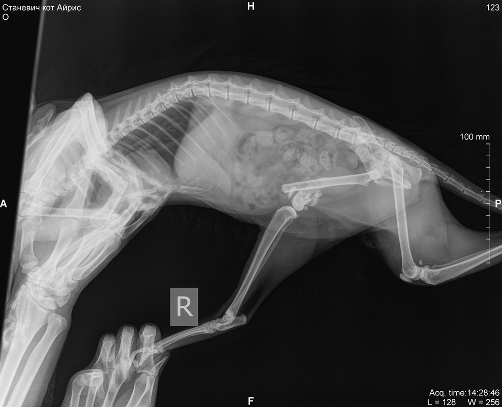 Станевич кот Айрис_DX_20190921_142846_1