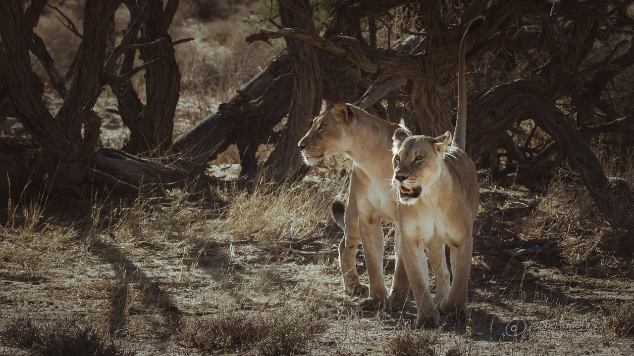 2019a-Kgalagadi-A001-C035-0220-BQ-0000464.jpg