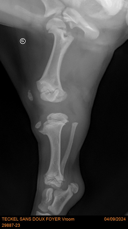 [Image: 29887-23-TECKEL-SANS-DOUX-FOYER-Vroom-20788.jpg]