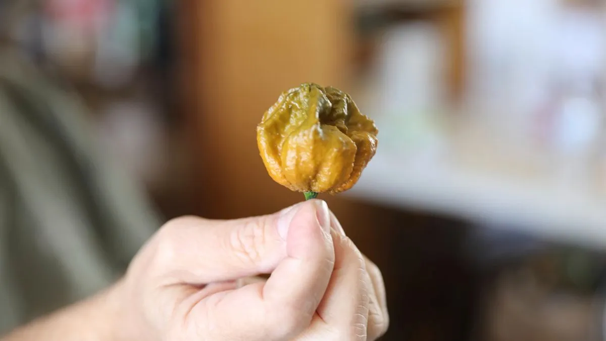 Guinness World Records corona a este pimiento como el más picante del mundo