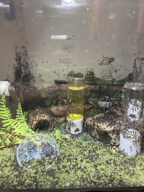 4-F818-D9-C-BBC2-4779-8-FDB-28-E50-EC310