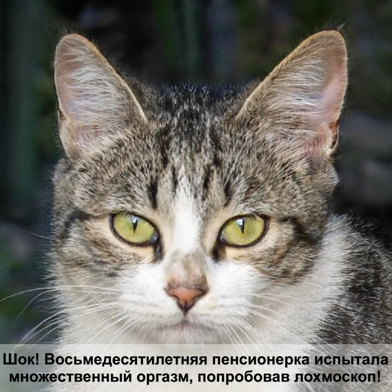 лишай у кота лечение