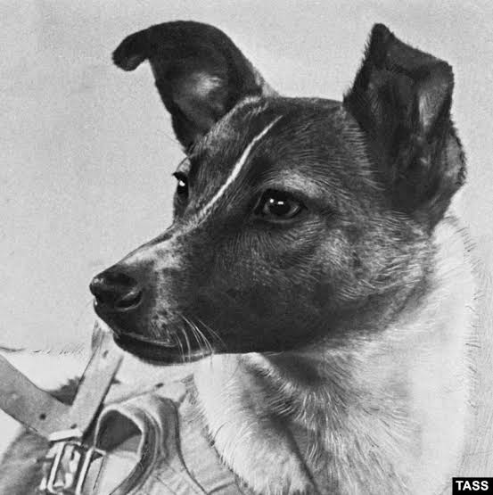 Laika Archive Photo 2