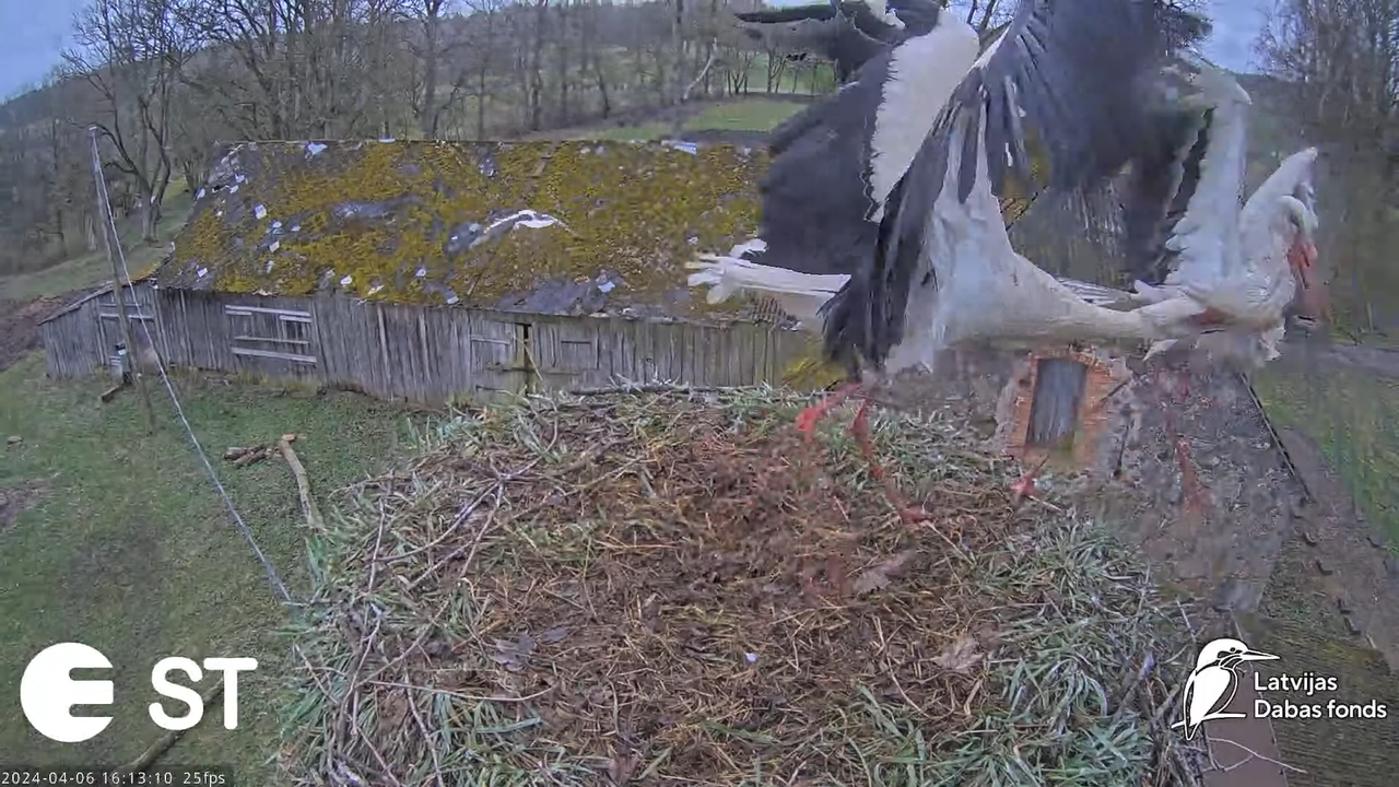 Baltie stārķi (Ciconia ciconia) Tukuma novadā - LDF tiešraide __ White storks in Tukums, Latvia 13-2