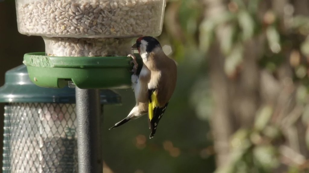 BBC Autumnwatch 2023 | En [1080p] HDTV (x265) Ufpi9o43y4lk