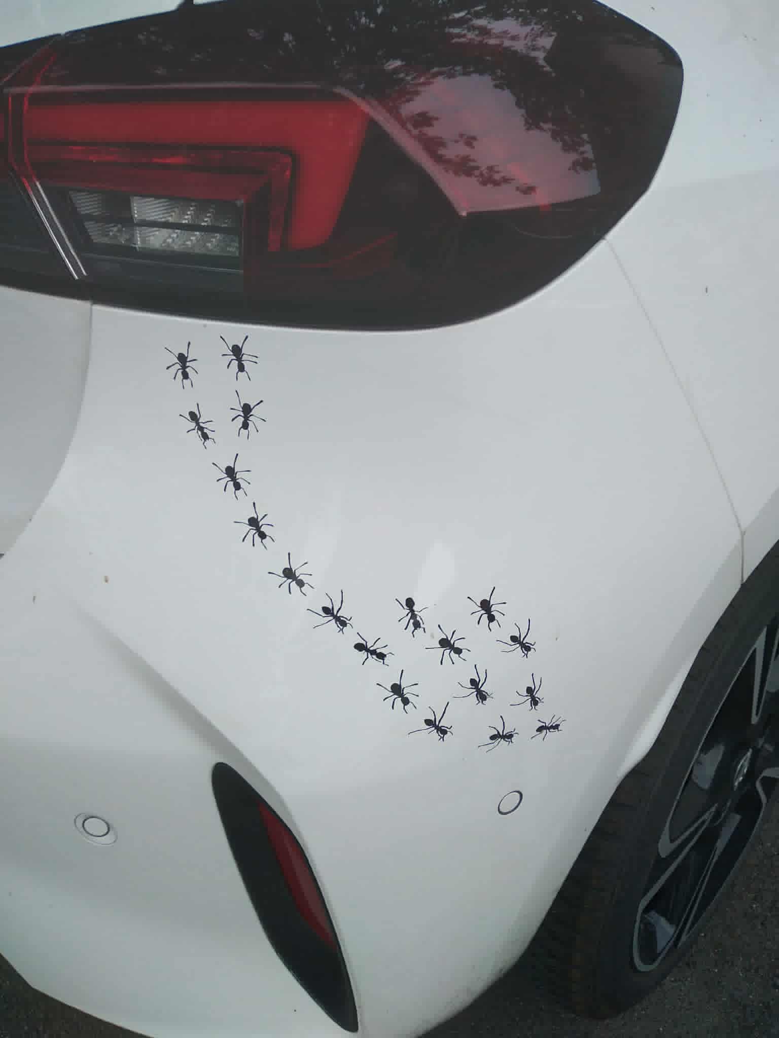Ameisenstrasse-Auto.jpg