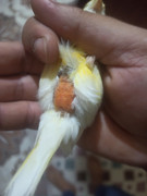 صورة