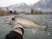 [Image: MY-MY-A-WALLEYE.jpg]