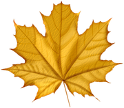 TADD_elements_Shimmer_Fall_44