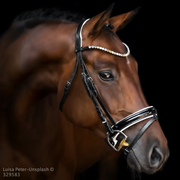 Bay Mare Close Up Horse Avi