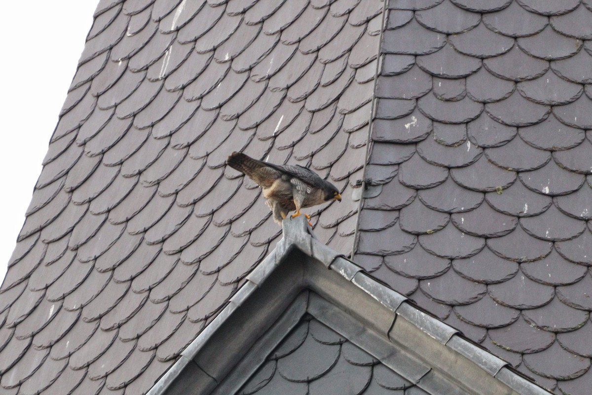 6A542AF0-F25E-4E69-8143-DCCF1EAE8524