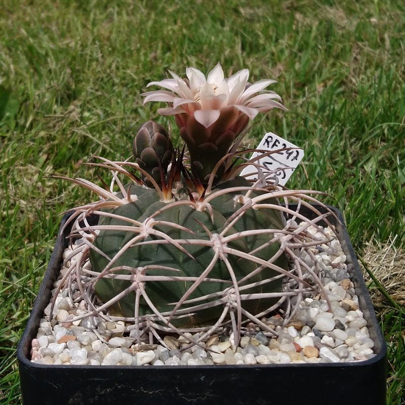 Gymnocalycium pugionacanthum(catamarcense fa belense) RF 247 nr 2