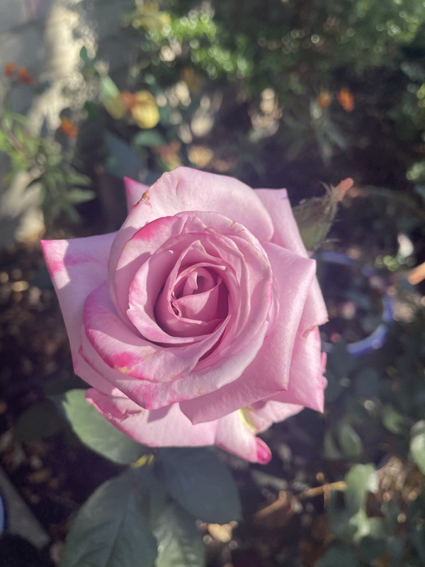 F78CDCE5-0FCF-4EE3-8162-7B9D32B5BE15_1_105_c