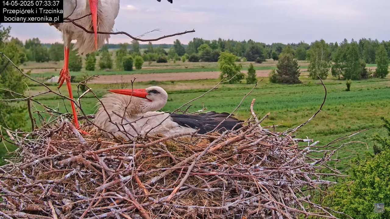 14052025bociany11
