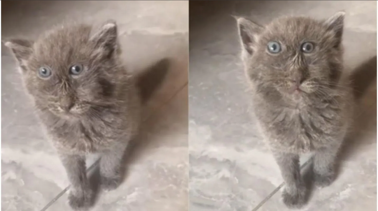 El es Jamie, el gato picasso que tiene encantado a todo internet