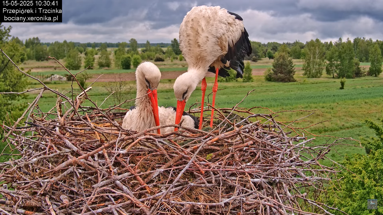 15052025bociany13
