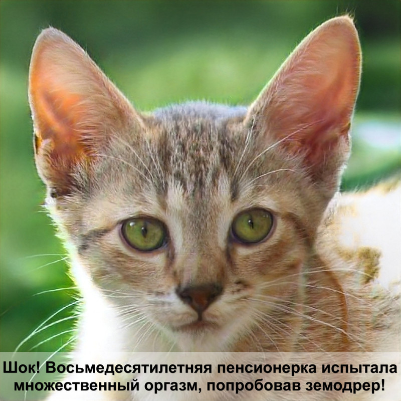 как зафиксировать кошку для укола