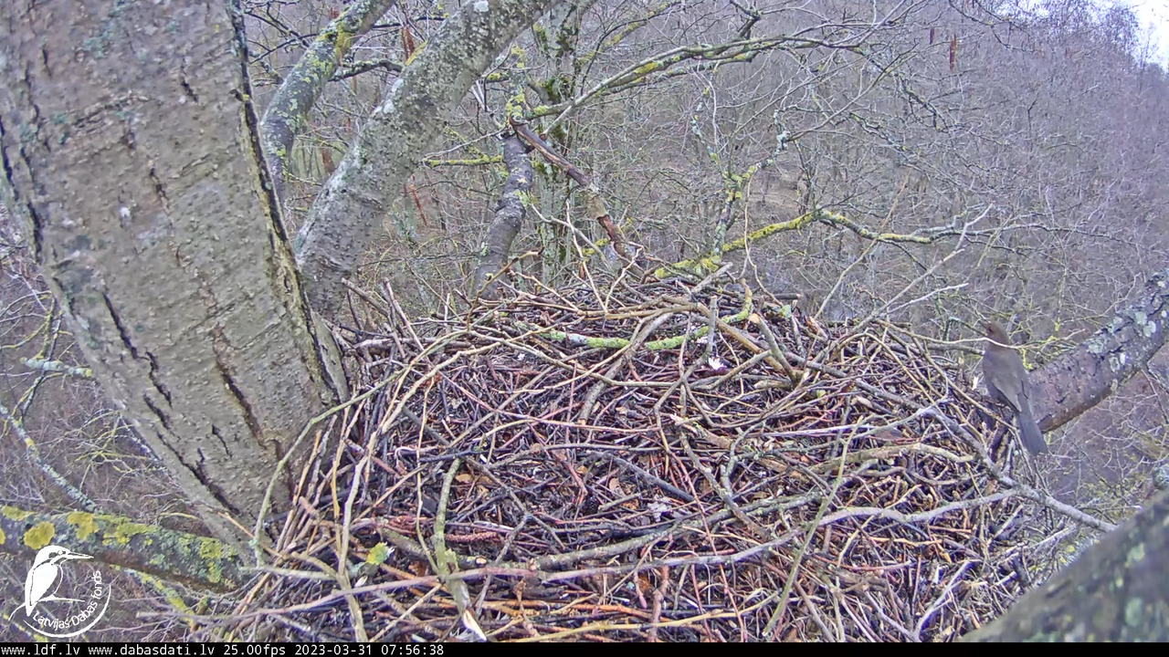 Vistu vanags (Accipiter gentilis) Rīgā - LDF tiešraide __ Goshawks, Riga, Latvia 1-18-13 screenshot