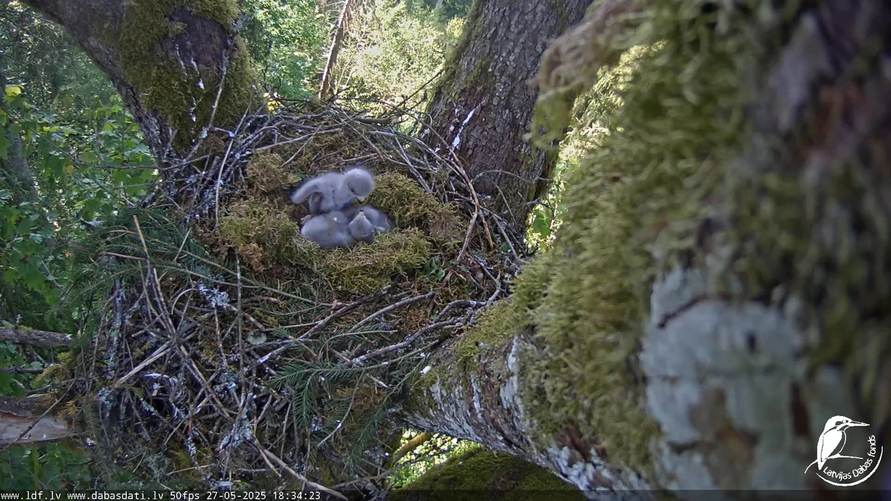 Melnās klijas (Milvus migrans) Kurzemē_ peļu klijāni (Buteo buteo) 13-46-38 screenshot