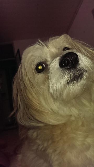 volghan hosseini (141)