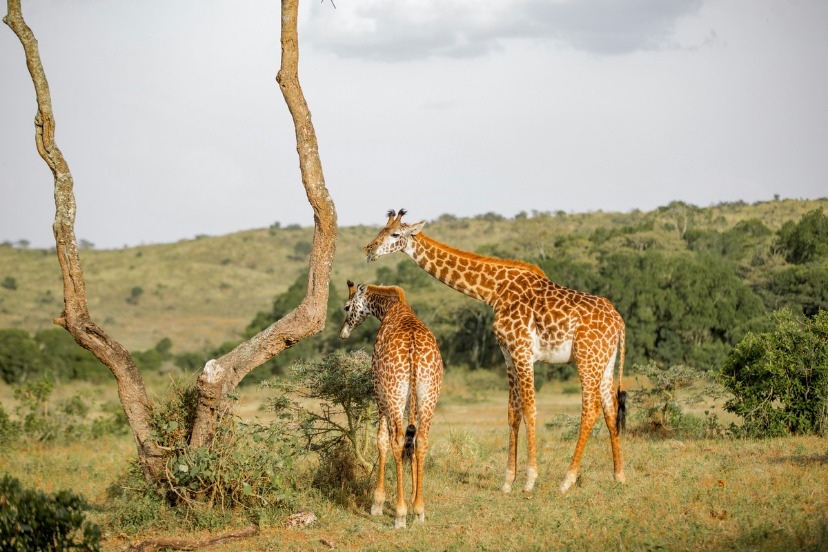 Zebra Image