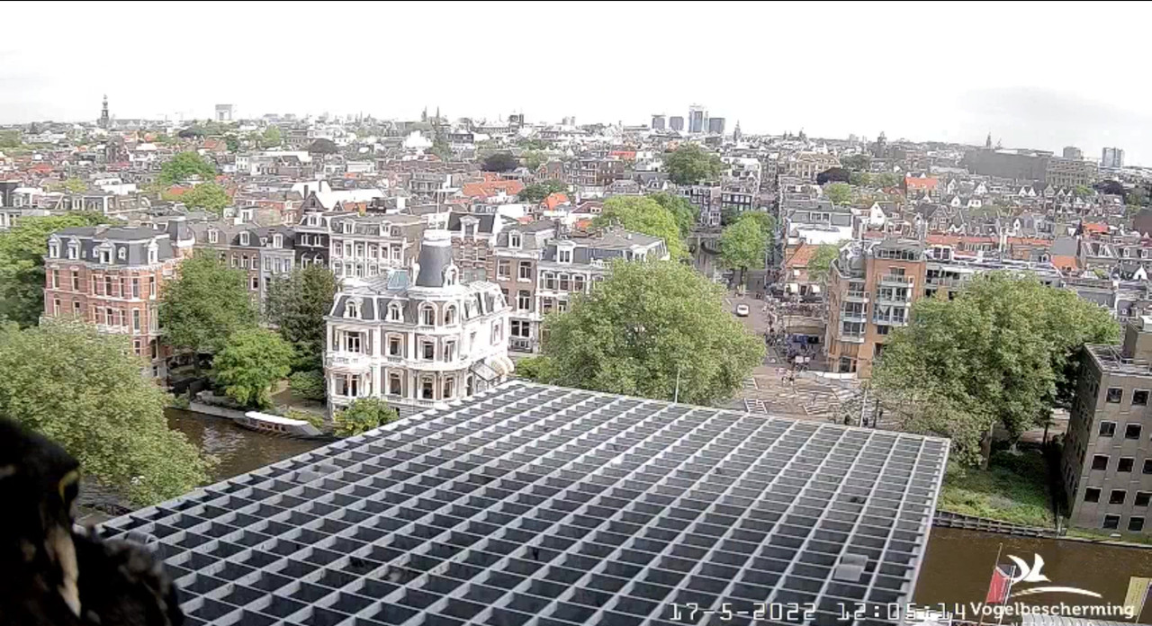 Amsterdam/Rijksmuseum screenshots © Beleef de Lente/Vogelbescherming Nederland Video-2022-05-17-120650-Moment-5