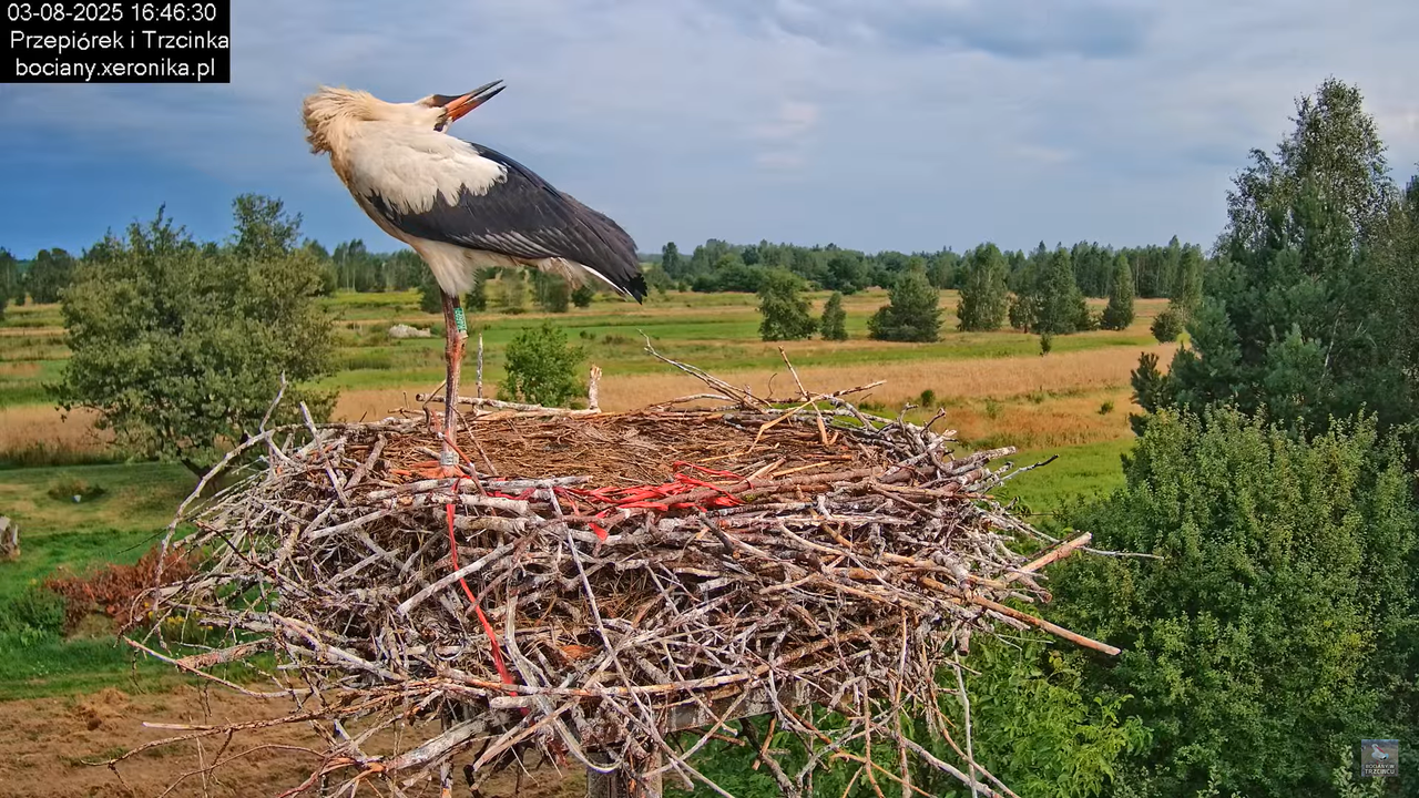 03082025bociany40