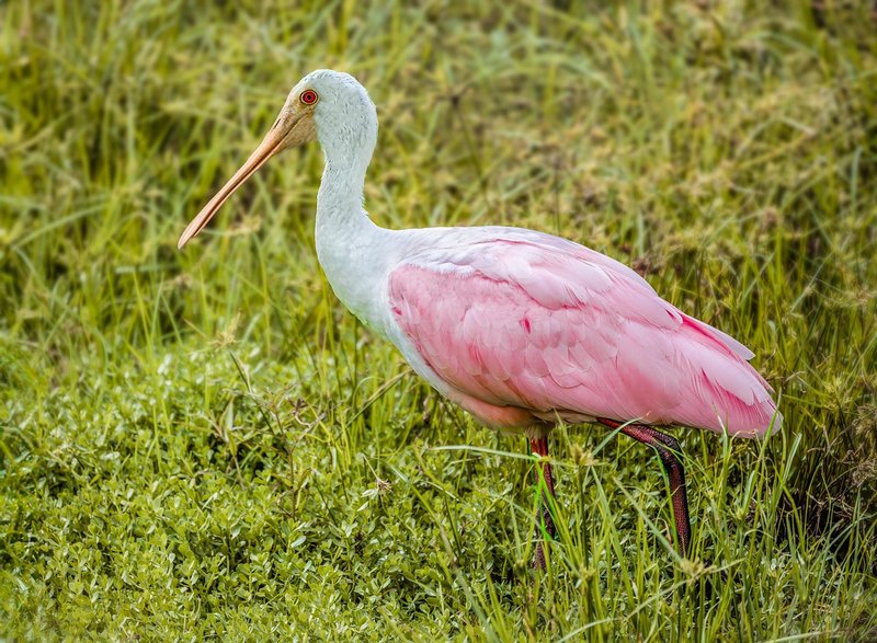 pink-spoonbill.jpg