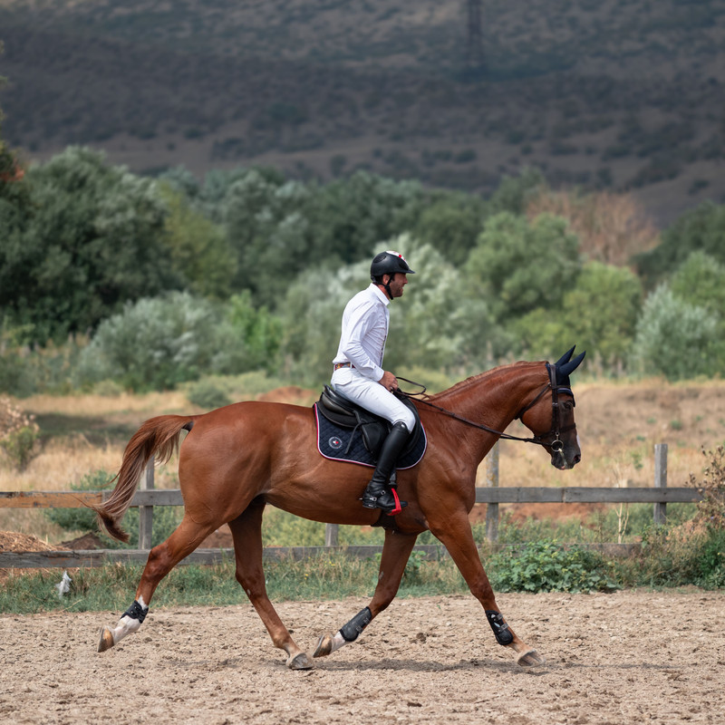 Prévention des pathologies musculo-squelettiques chez le cheval de sport, Partie 1 : Préparation à l’effort