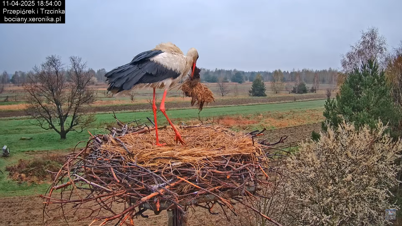 11042025bociany15