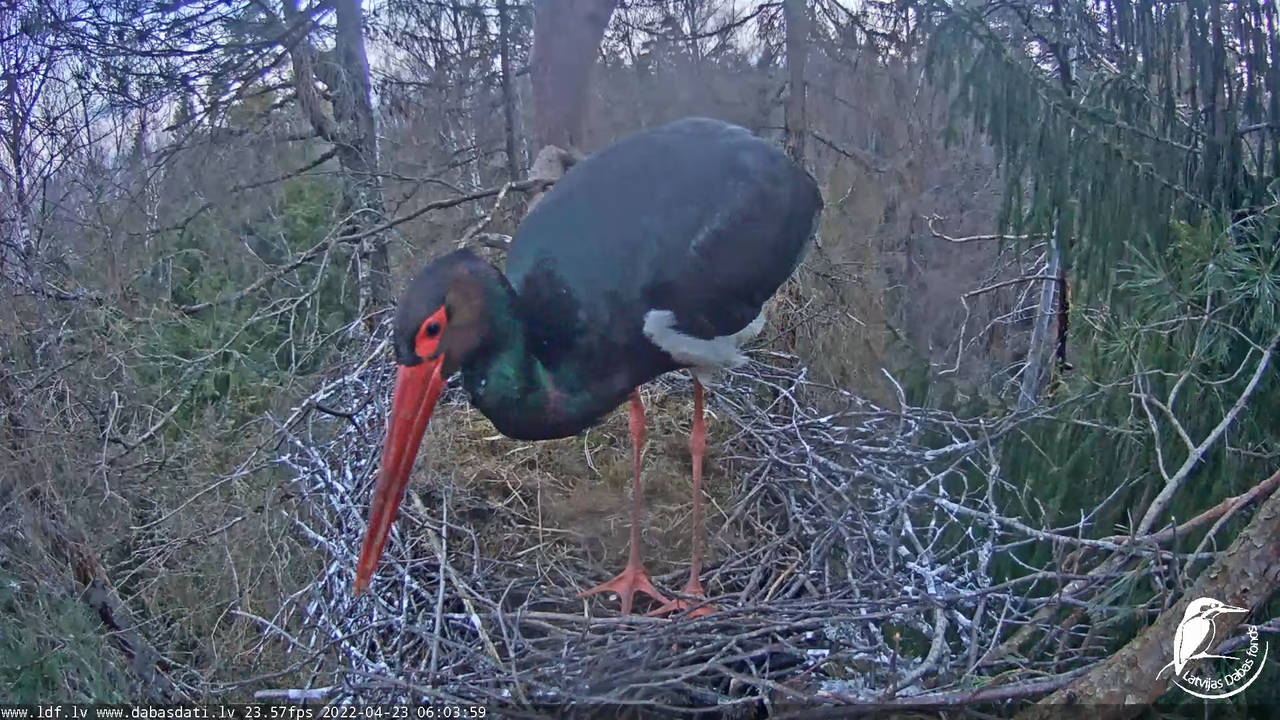 Melnais stārķis (Ciconia nigra) Siguldas novadā - LDF tiešraide 10-8-30 screenshot
