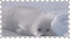 silly seal